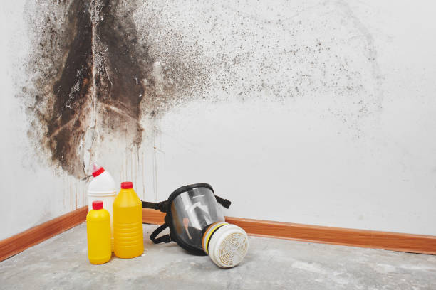 Best Attic Mold Remediation in Wasco, CA