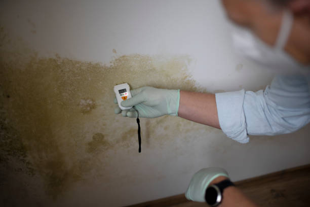 Best Post-Flood Mold Remediation in Wasco, CA