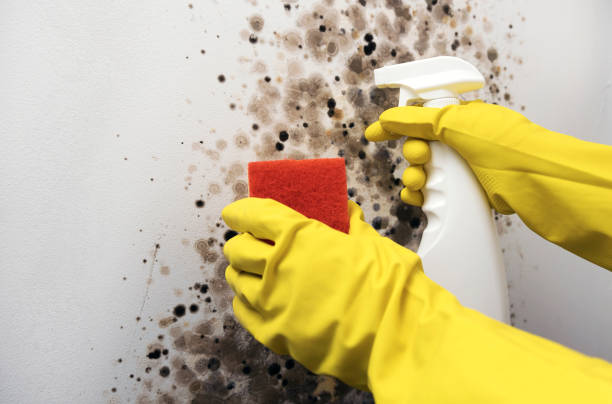 Best Bathroom Mold Remediation in Wasco, CA