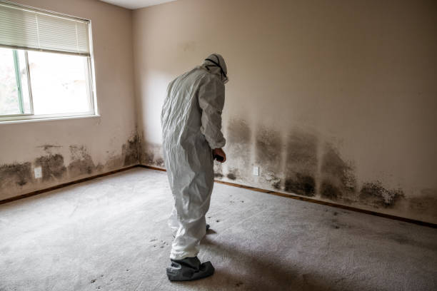 Best Kitchen Mold Remediation in Wasco, CA