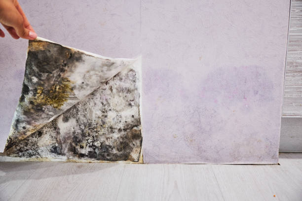 Best Post-Flood Mold Remediation in Wasco, CA